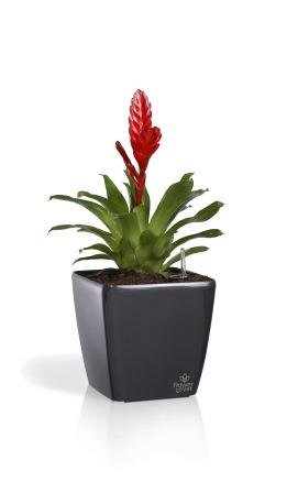 Умный вазон Quadrato Flower Lover чёрный 5 л глянцевый PLASTKON